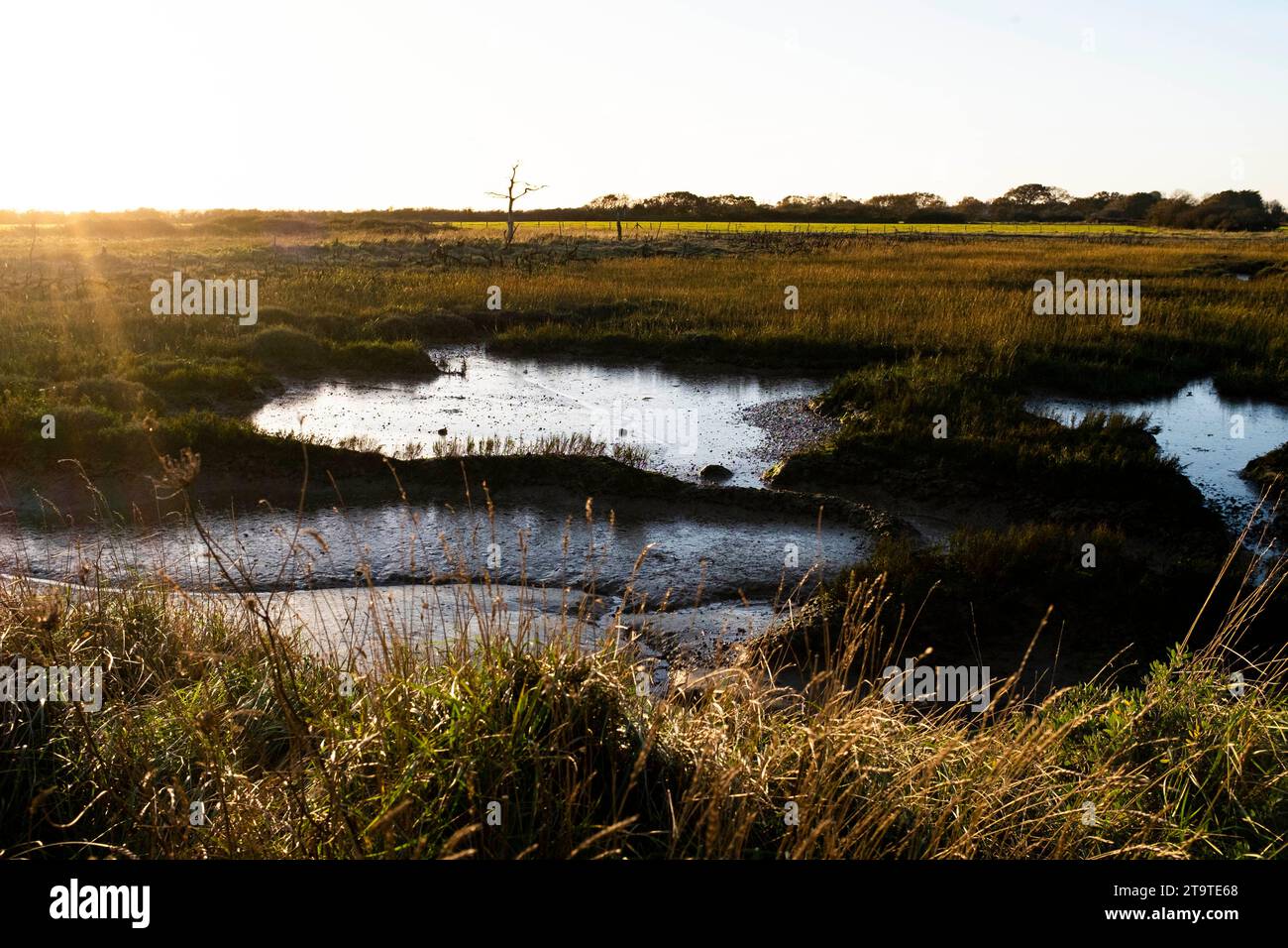 Pagham Harbour RSPB nature reserve at low tide on an Autumn afternoon , West Sussex , England UK Stock Photo