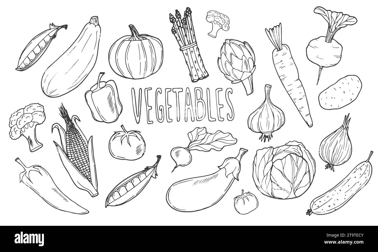Vegetables doodle drawing collection. vegetable such as carrot, corn, cucumber, cabbage, potato, etc. Hand drawn vector doodle illustrations in black Stock Vector