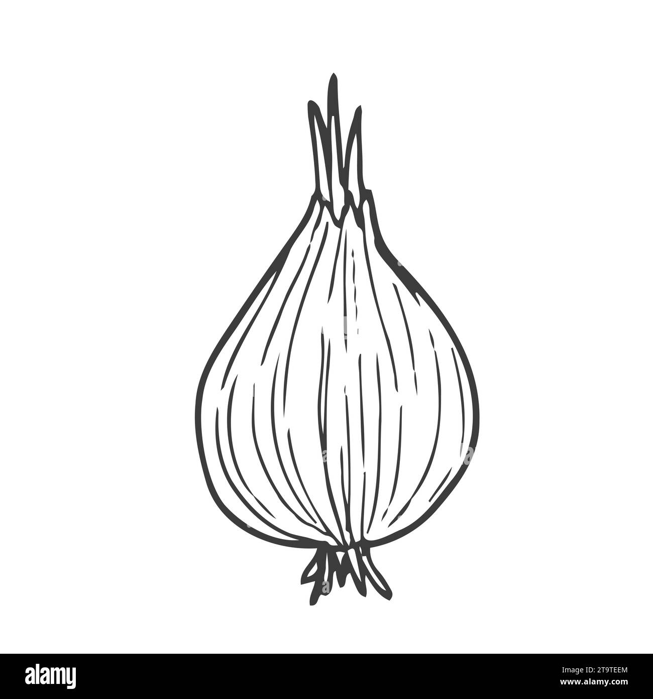 Hand drawn onion sketch. Black silhouette of a whole bulb isolated on a ...