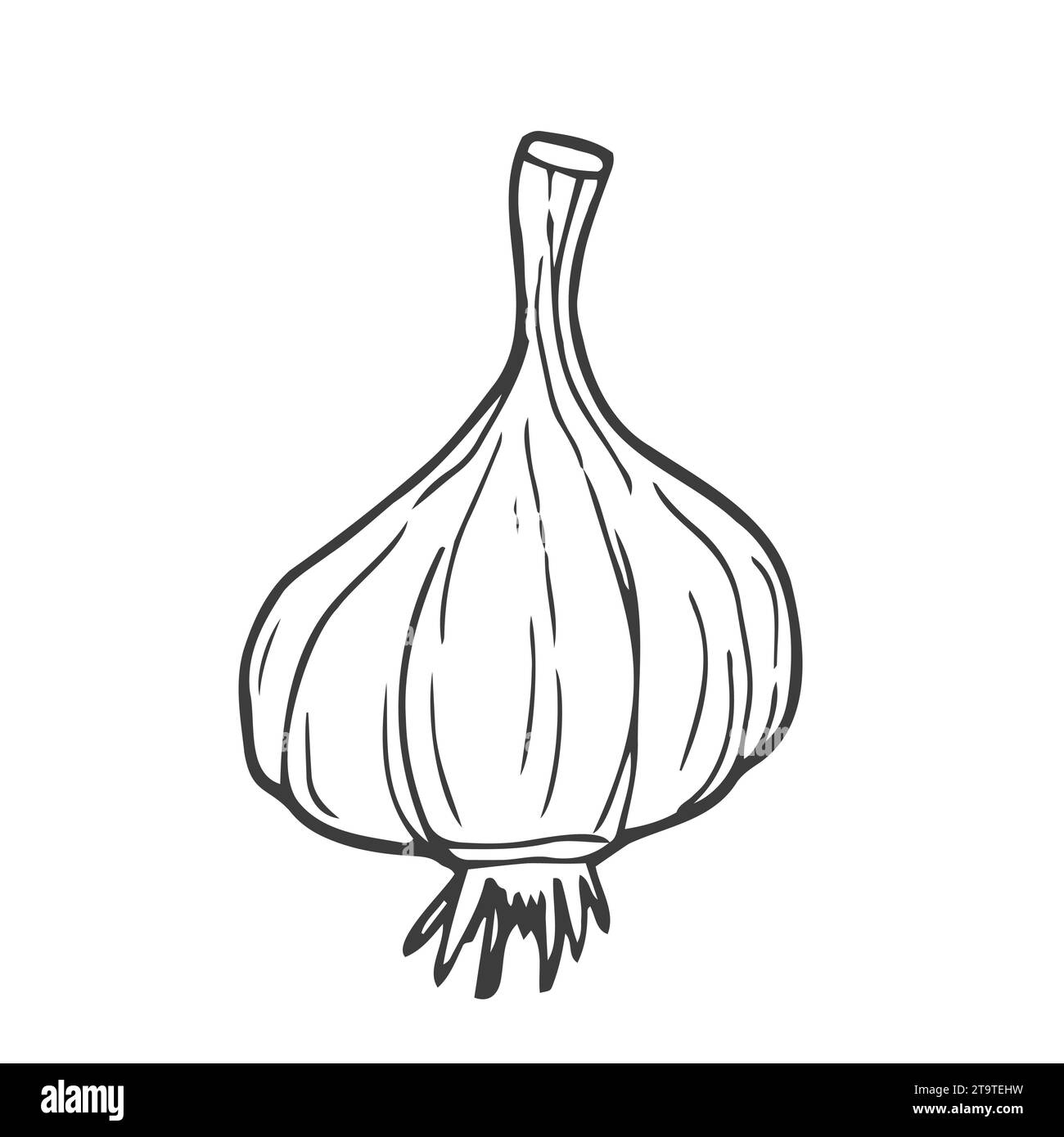 Garlic outline vector illustration. Farm market product, isolated