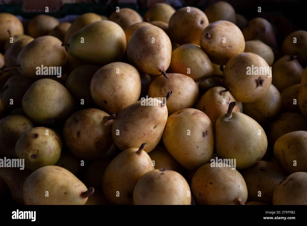 A basket of freshly harvested, ripe, golden pears at an outdoor farmer's market in Florence, Italy. Stock Photo