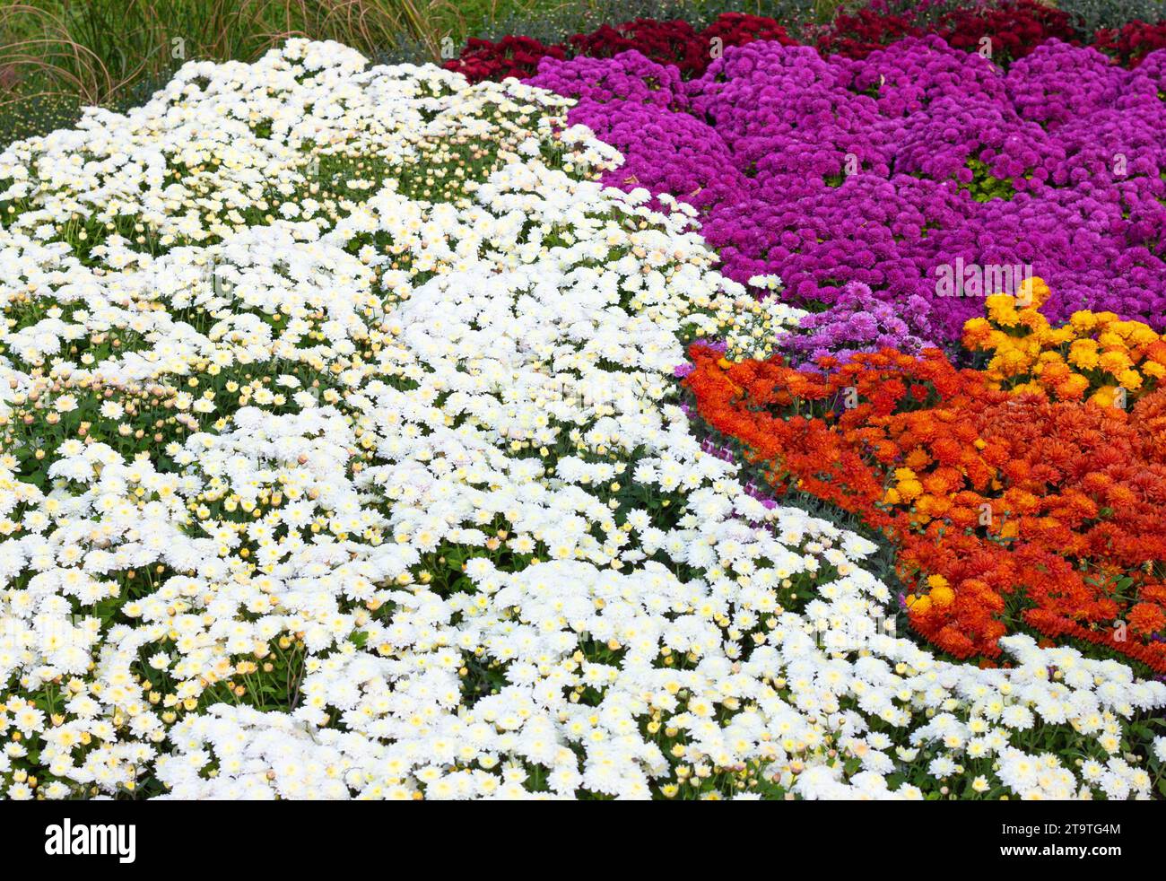 Chrysanthemums colored garden field, summer plant fresh flora outdoors. AI generated. Header banner mockup with copy space. Stock Photo