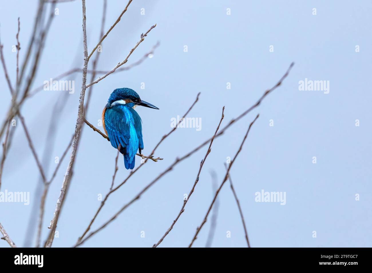 A Eurasian Kingfisher in the wild Stock Photo