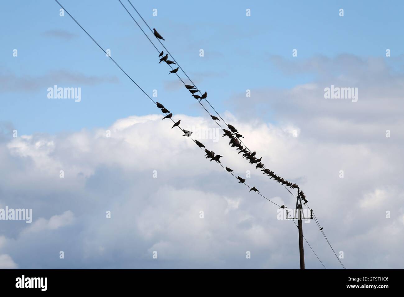 A flock of birds sit on the overhead power lines. Stock Photo