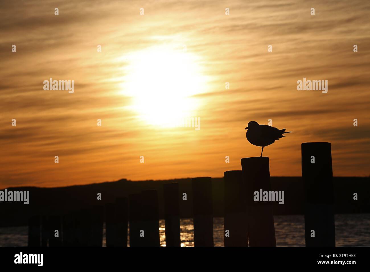 A silhouette of a seagull standing on one leg as the sun sets in Langebaan, South Africa. Stock Photo