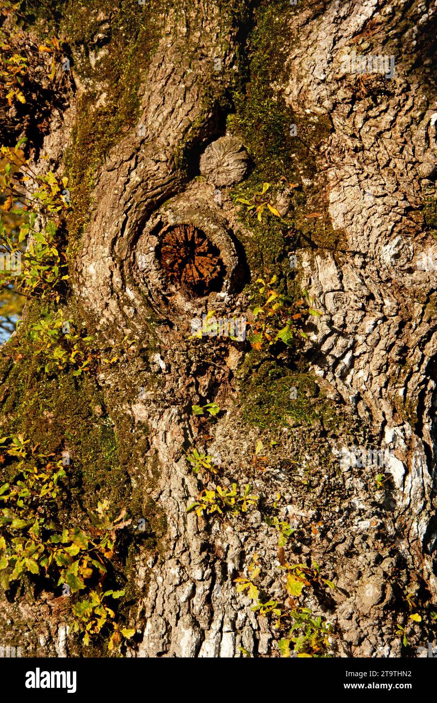 Big Old oak tree close up bark, Ireland Stock Photo Alamy
