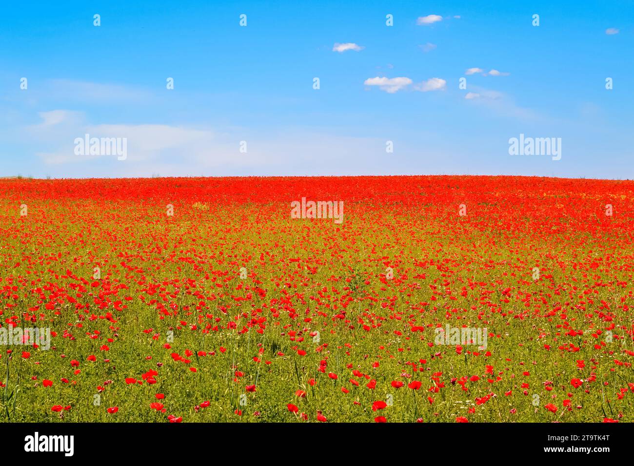 meadow of red poppies against blue sky with clouds Stock Photo - Alamy
