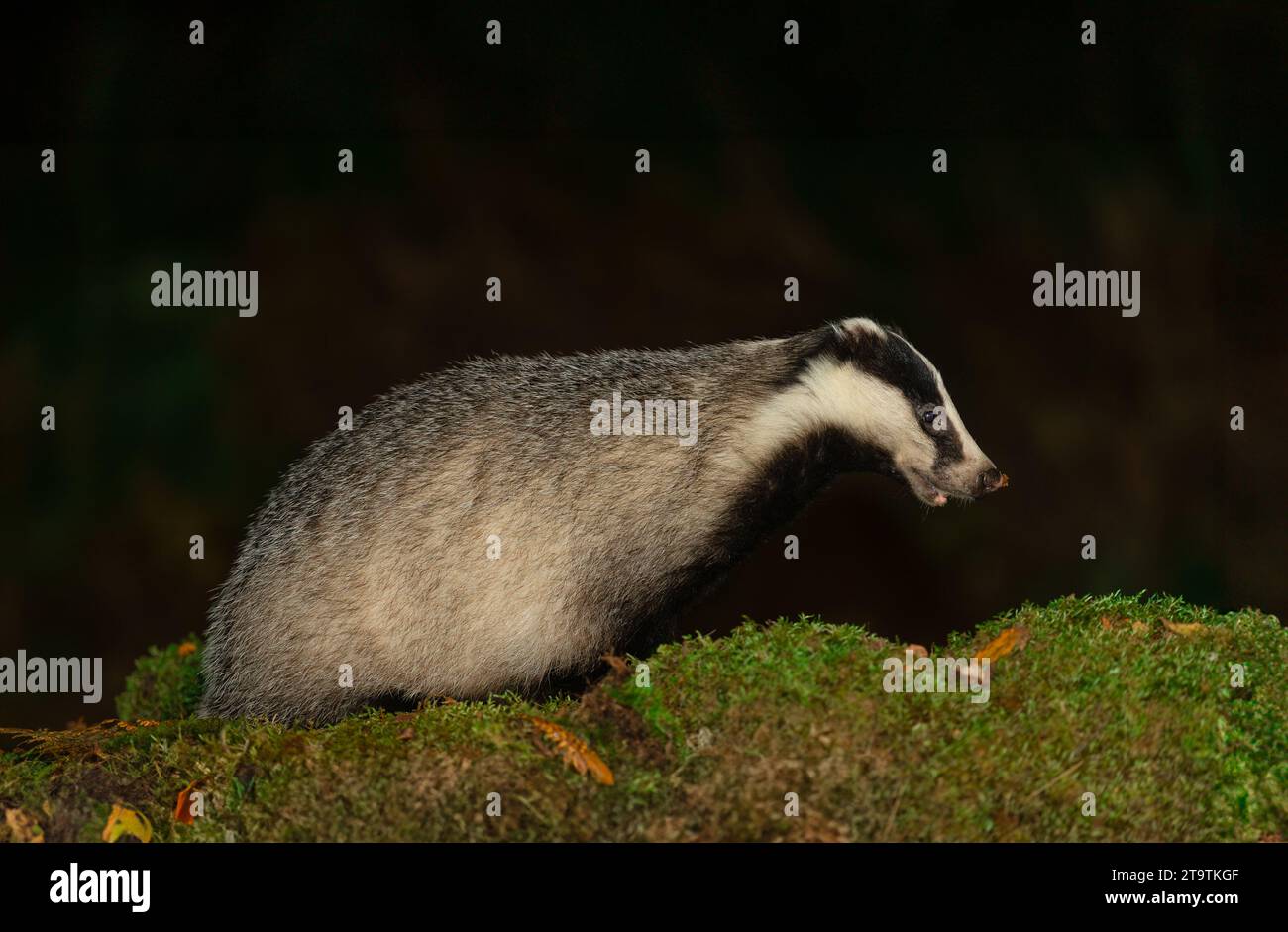 Badger, Scientific name: Meles meles.  Alert, adult badger in Autumn, facing right on green moss with leaf on her snout.   Horizontal.  Space for copy Stock Photo