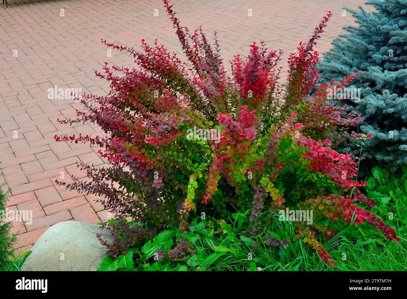 Delightful colorful autumn foliage of barberry, variety Green Carpet, growing in garden near blue spruce. Ornamental plant for landscape design of a g Stock Photo