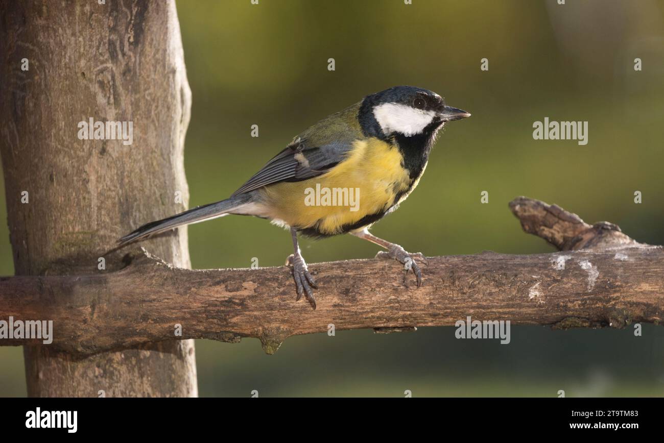 One Great tit Parus major perched near feeder Cotswolds UK Stock Photo