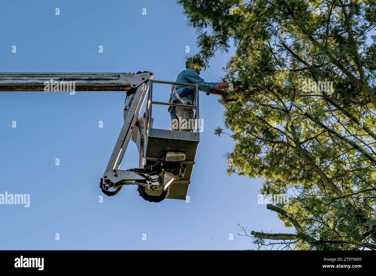 A man prunes a mimosa tree with a chainsaw by climbing high with an aerial platform Stock Photo