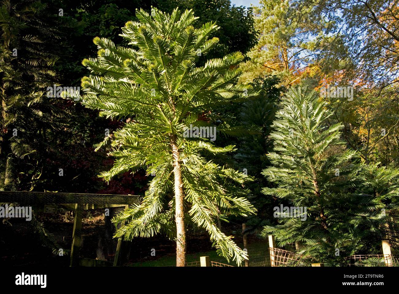 Wollemi pine Wollemia nobilis is a rare coniferous tree on the IUCN Red List. It is endemic to Australia and often referred to as a living fossil ' Se Stock Photo