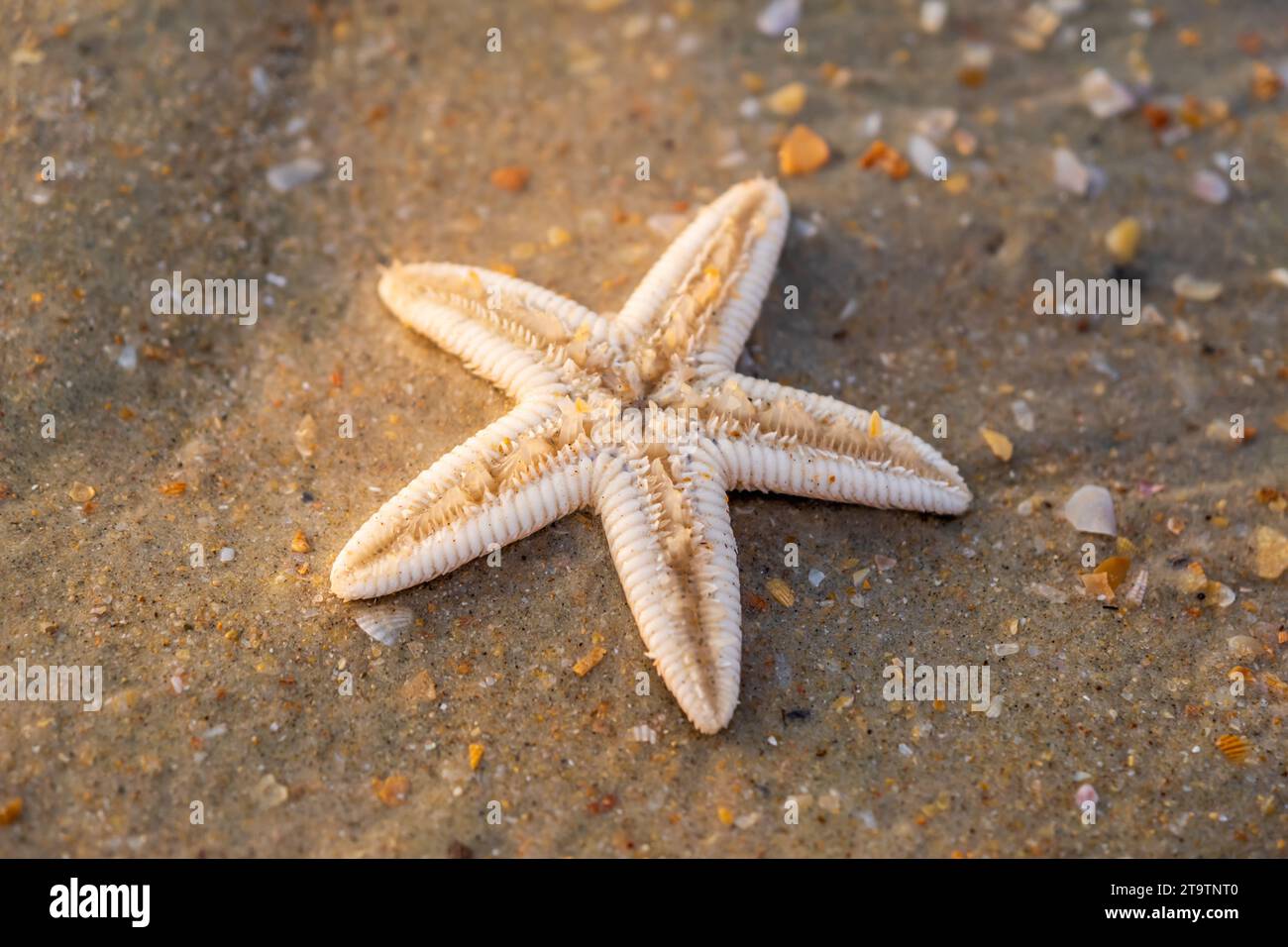 starfish lie on the sandy beach Stock Photo