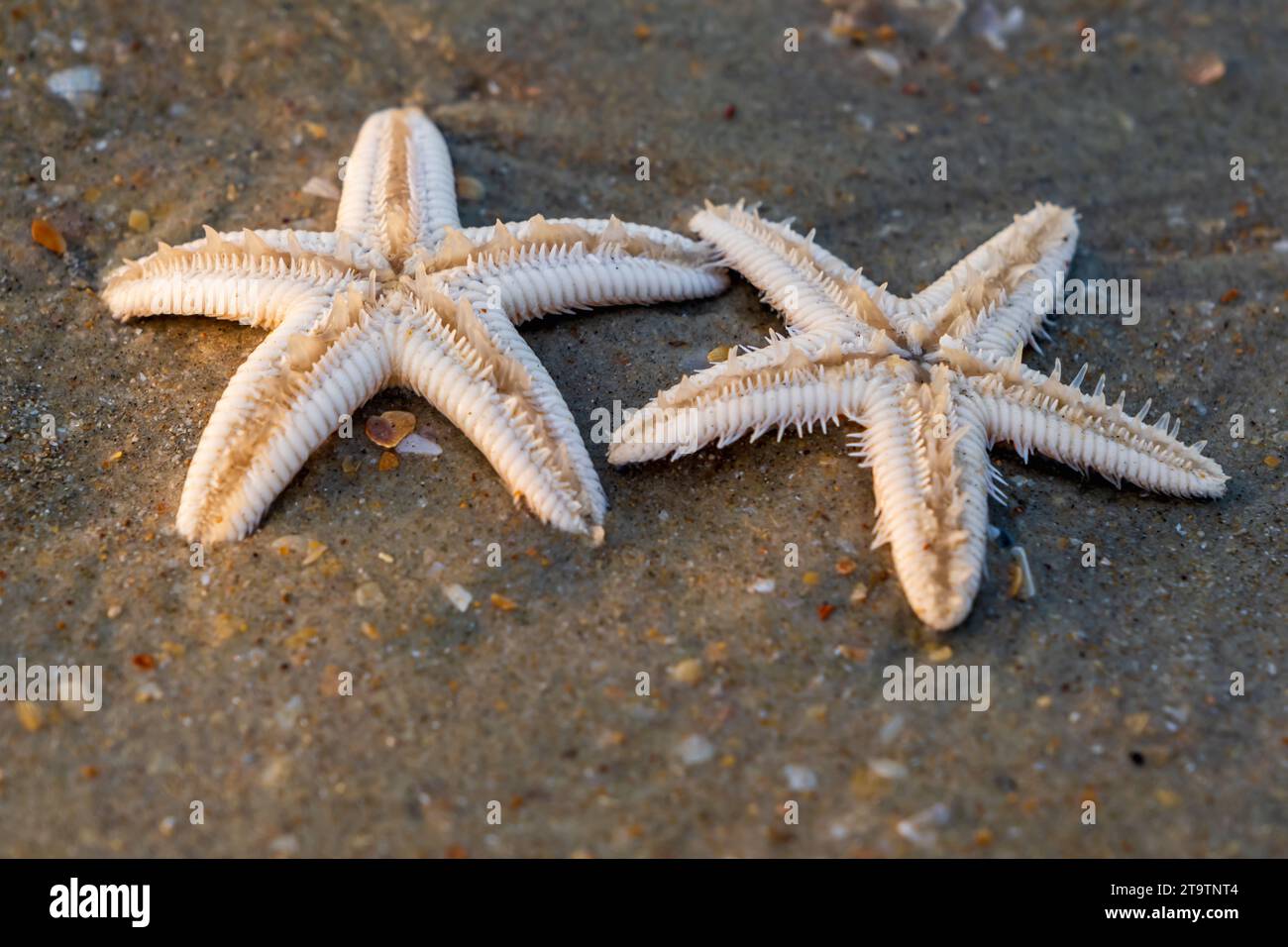 starfish lie on the sandy beach Stock Photo