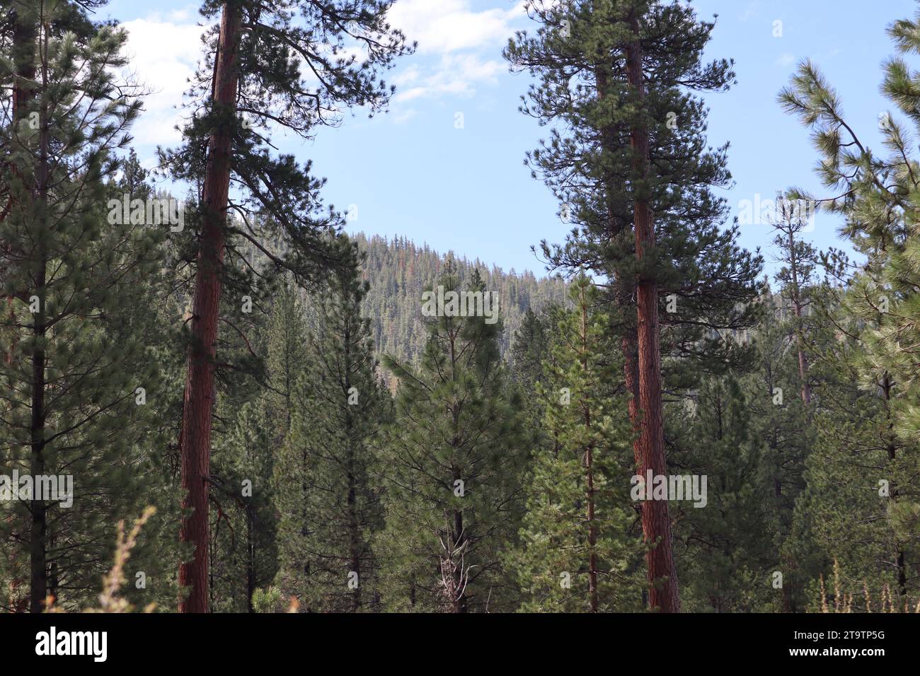 Escape to Oregon's Corral Springs: Your Forest Adventure Awaits!