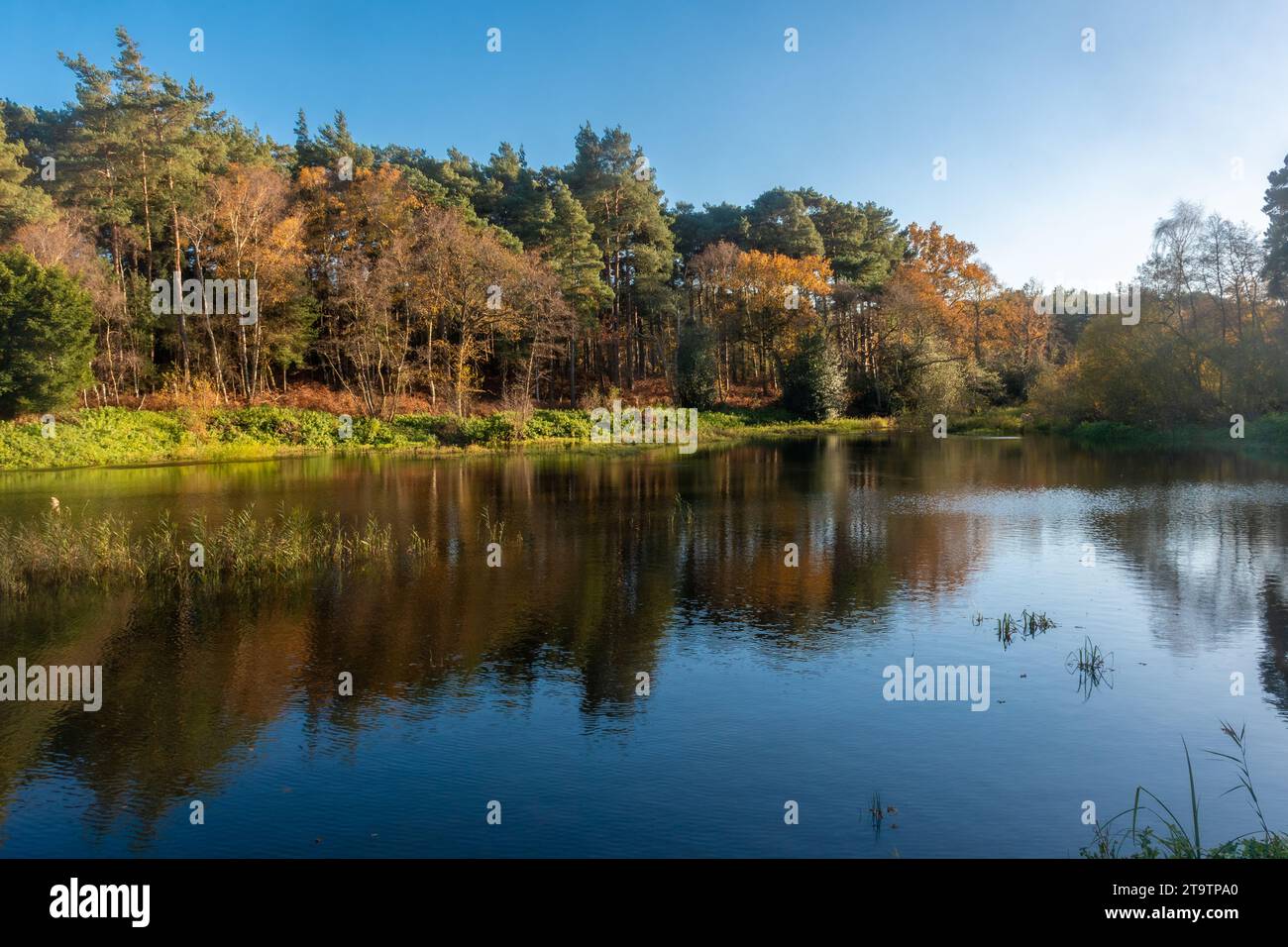 Hammer Pond on Thursley Common National Nature Reserve, Surrey, England ...