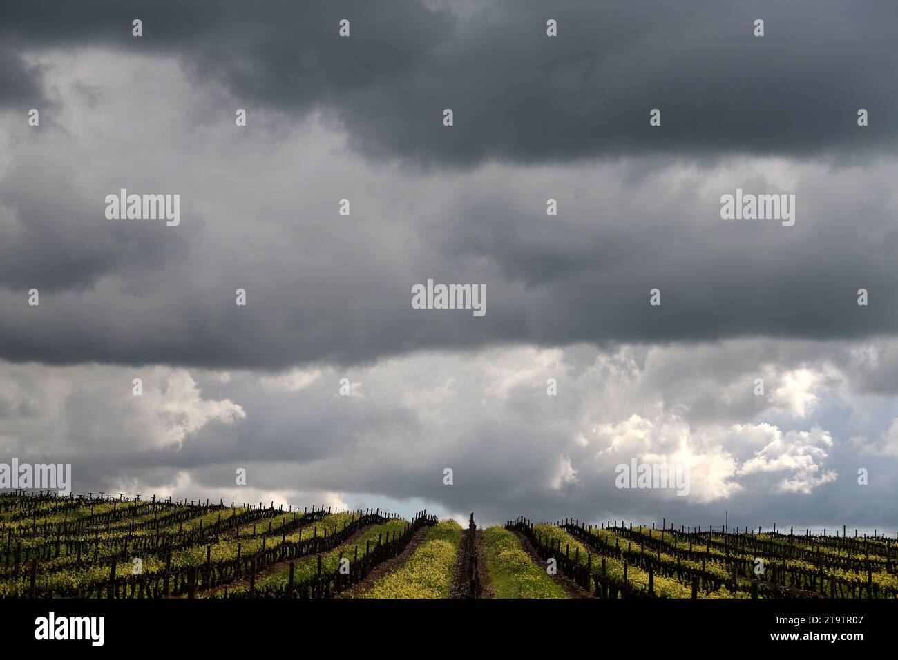 South African vineyard on a winters day with a dramatic overcast sky. Stock Photo