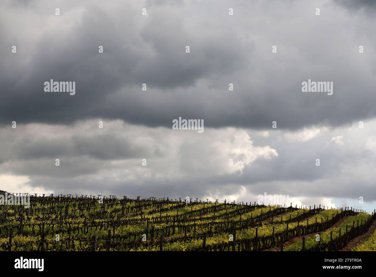 South African vineyard on a winters day with a dramatic overcast sky. Stock Photo