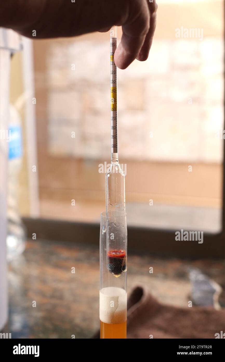 Measuring the alcohol content with a Hydrometer in a glass tube of beer. Stock Photo