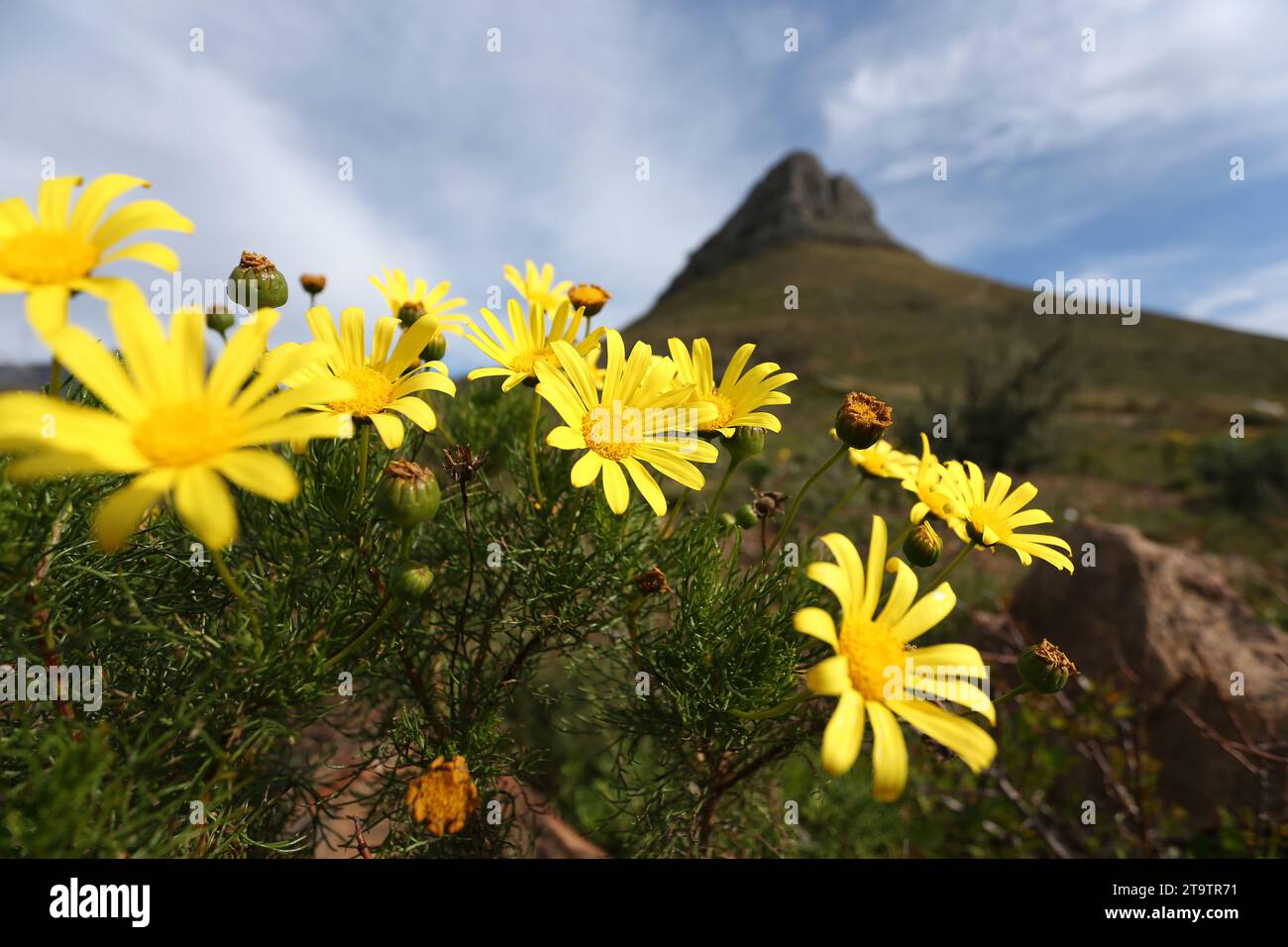 Close-up view of Euryops daisies blooming on the slops of Lions Head in ...