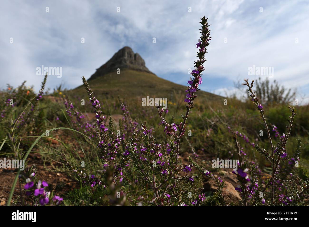 General view of fynbos flowering on the slops of Lions Head in Cape Town, South Africa Stock Photo