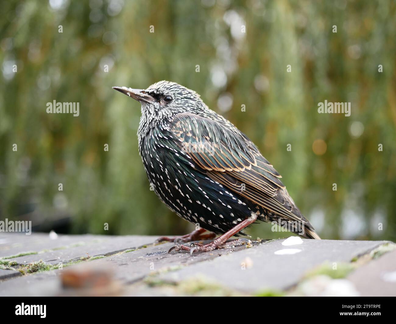 A common starling (Sturnus vulgaris), the European starling in North America, with a black winter bill. Stock Photo