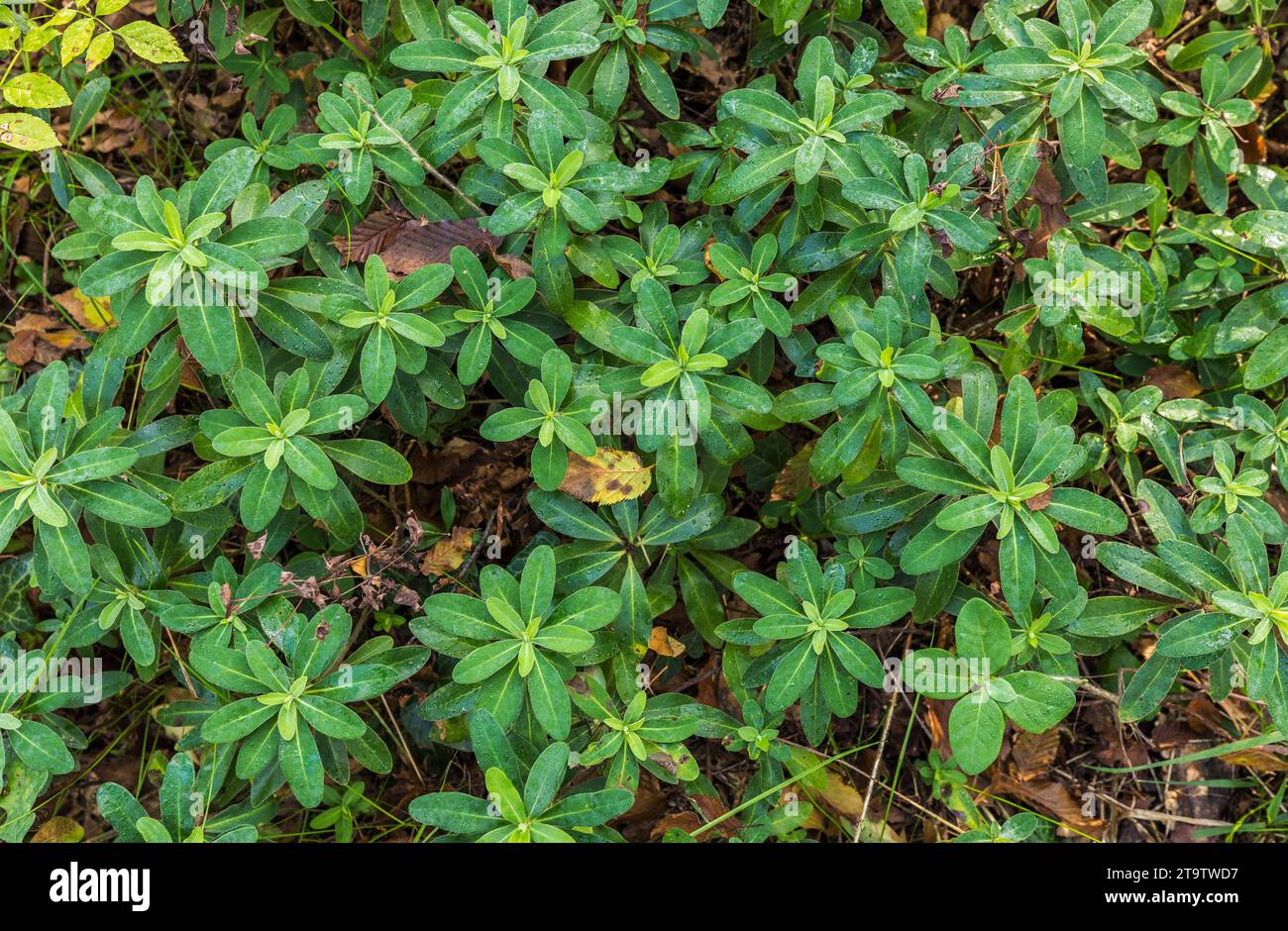 Wild plant in the forest Woodruff-fragrant Stock Photo