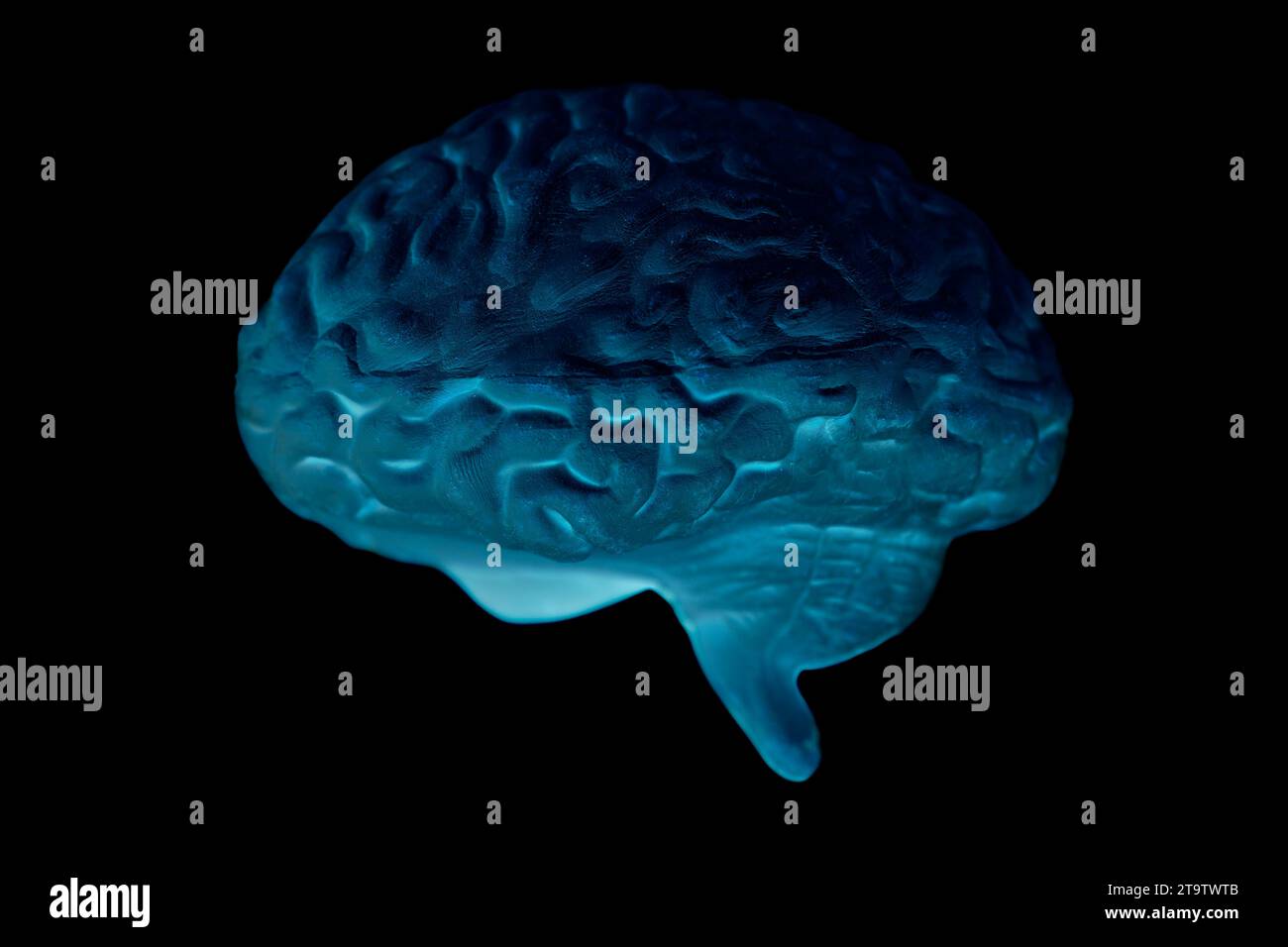 Human brain anatomical model on black background Stock Photo - Alamy