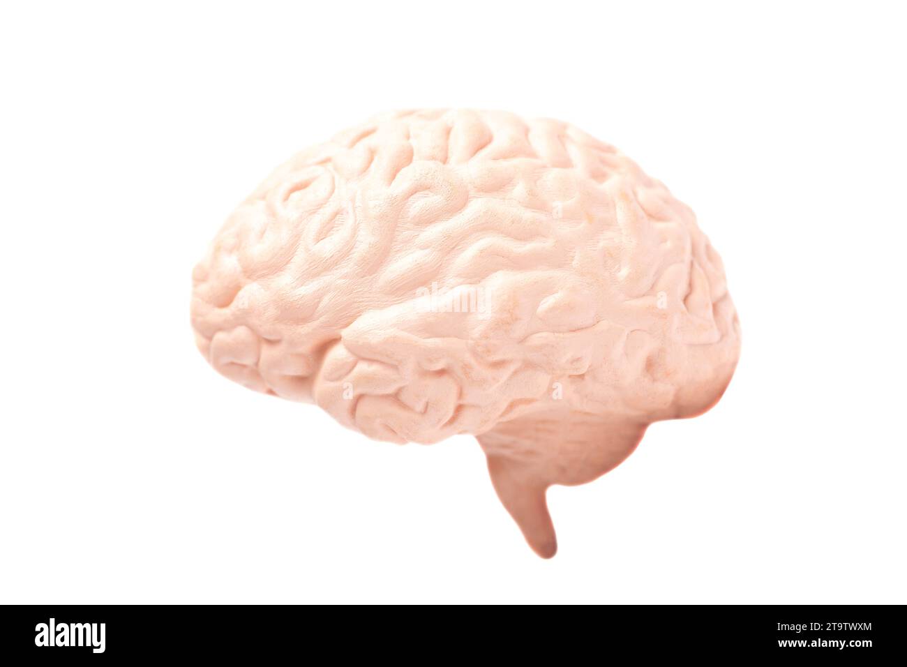 Human brain anatomical model isolated on white background Stock Photo ...