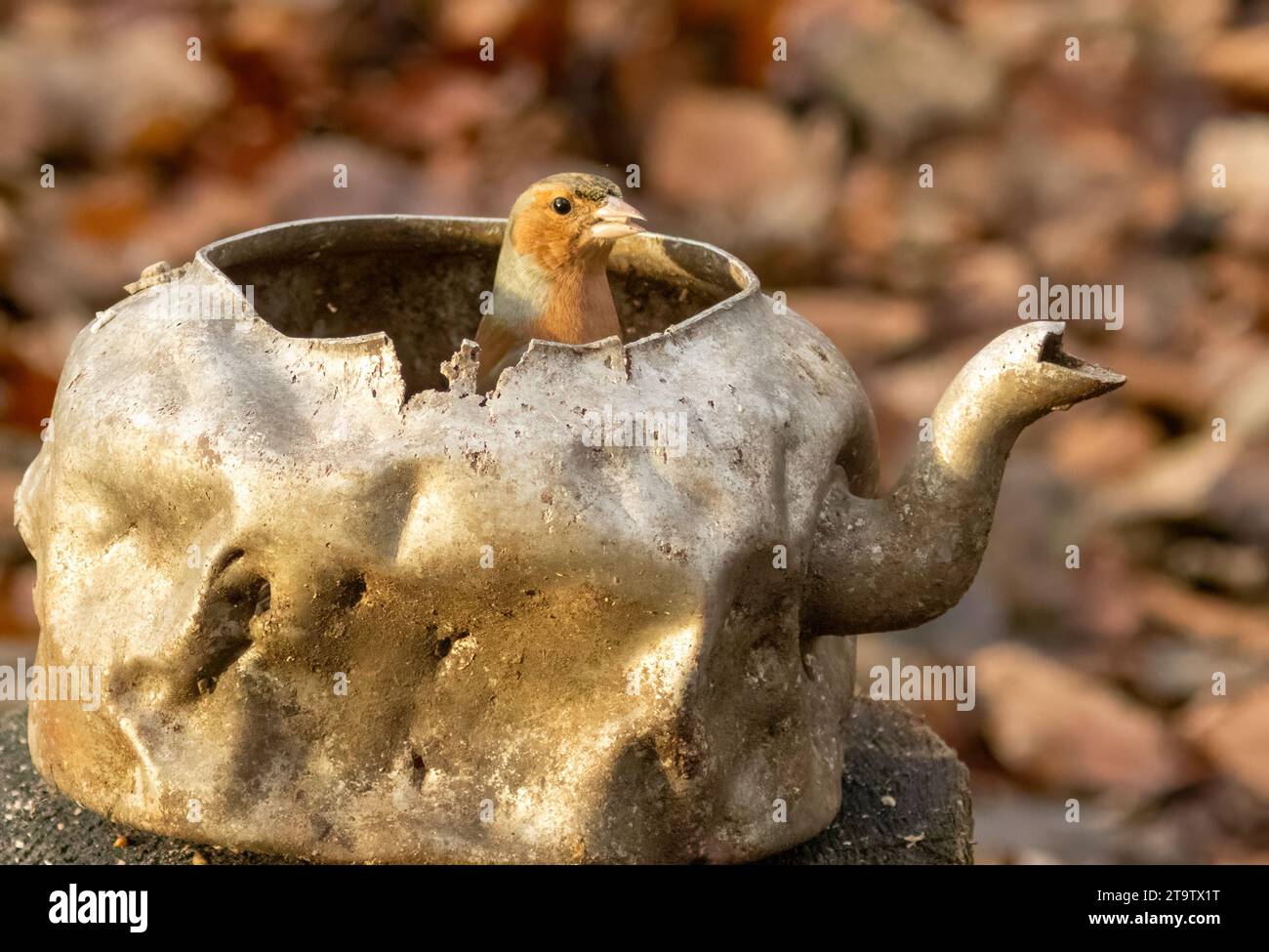 Male chaffinch finding seed in an old battered metal kettle Stock Photo