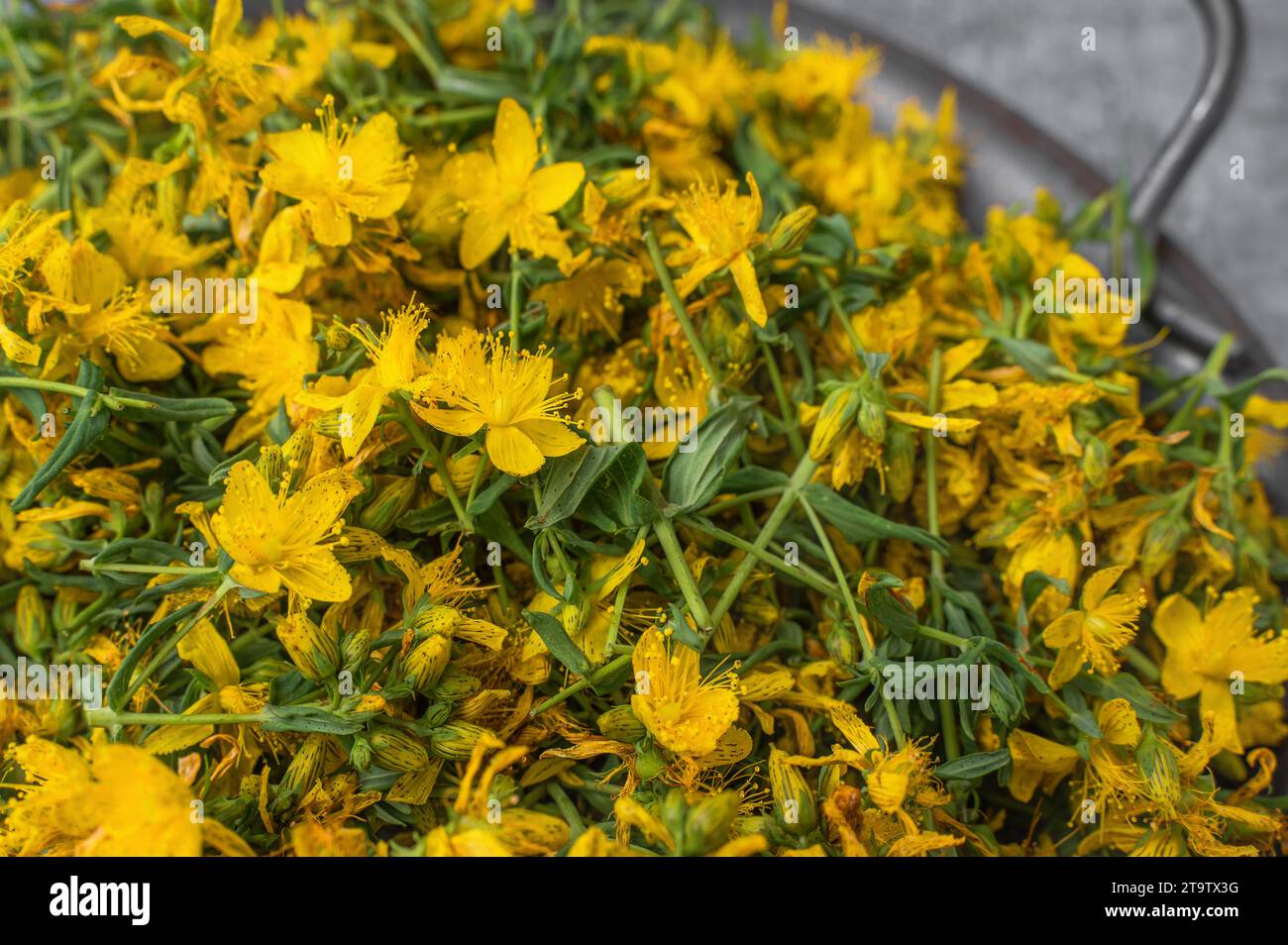 medicinal herb St. John's wort is prepared for drying. twigs and dried flowers of St. John's wort, Top view, flat lay, close-up. Stock Photo
