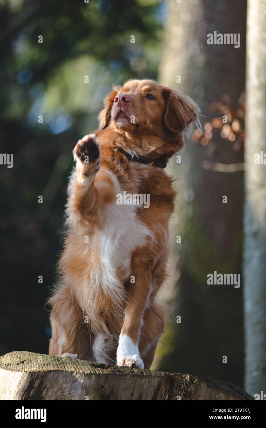 Portrait of a dog waving Stock Photo