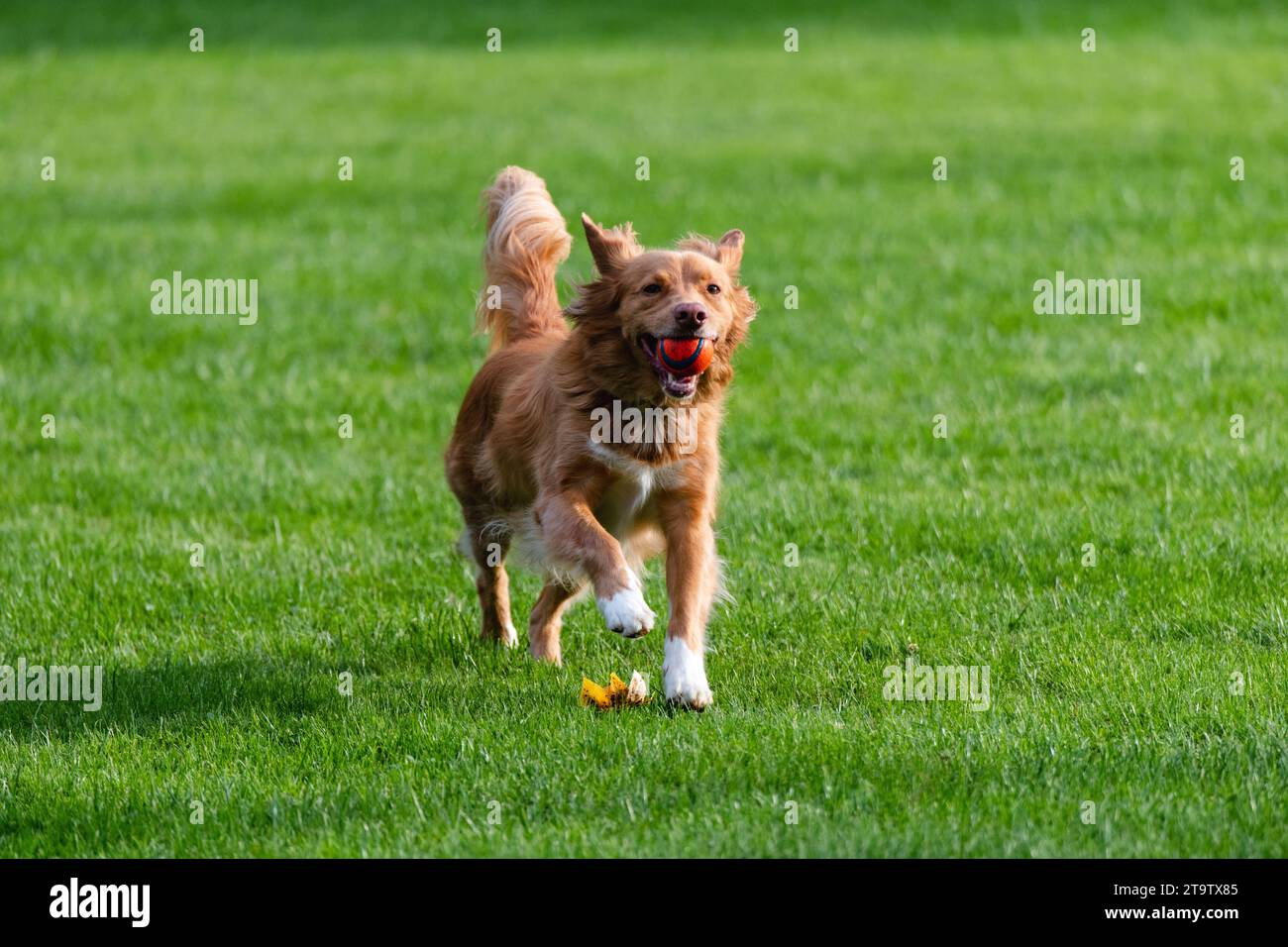 Dog playing in the park Stock Photo