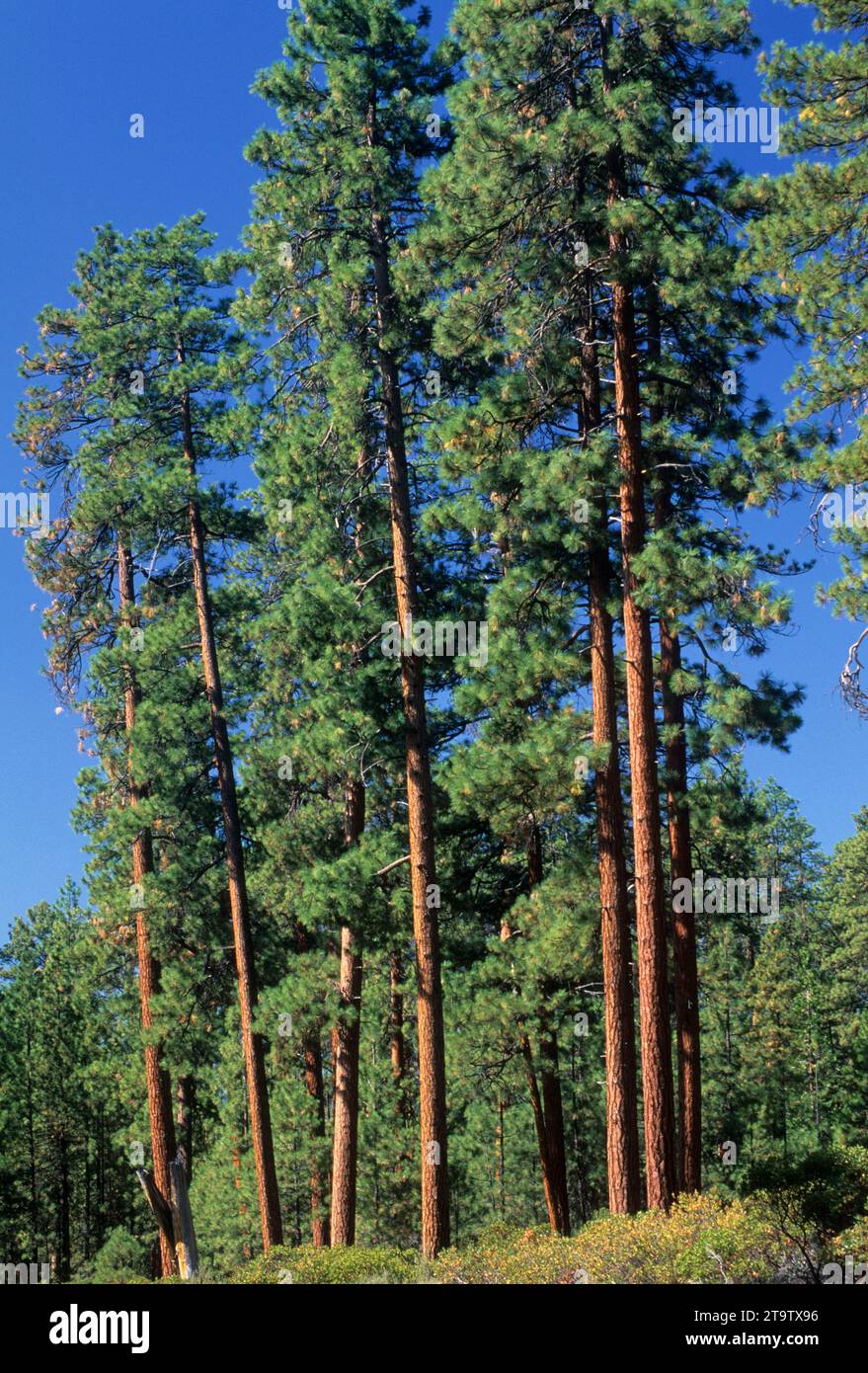 Ponderosa pine (Pinus ponderosa) forest near Camp Sherman, Deschutes