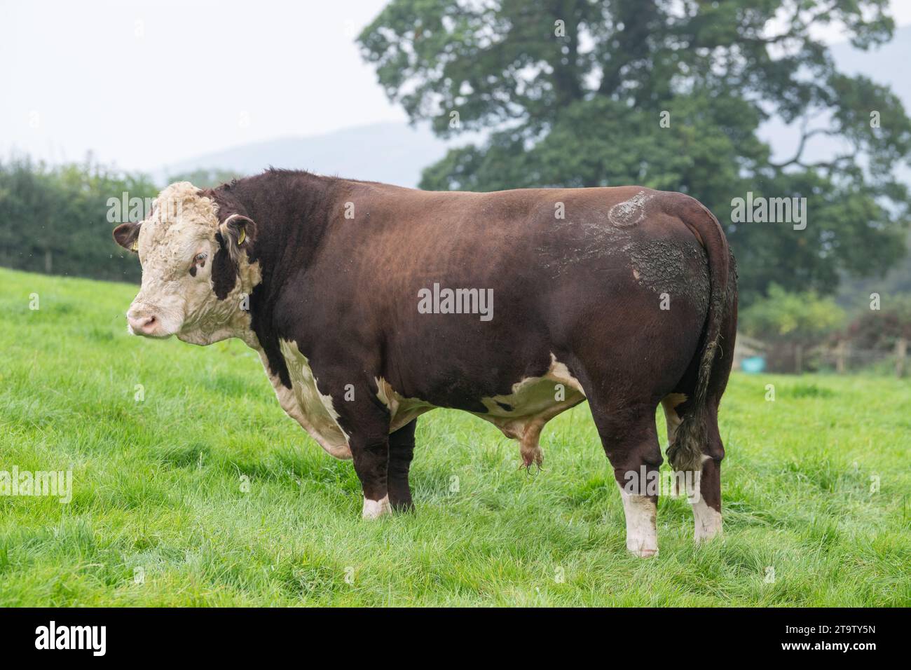 Pedigree Hereford bull, a British native beef breed, in an upland