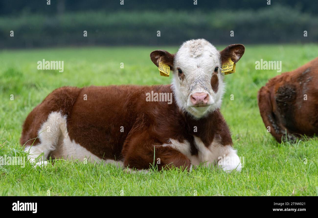 Cute Hereford calf sat in a pasture, Cumbria, UK Stock Photo - Alamy