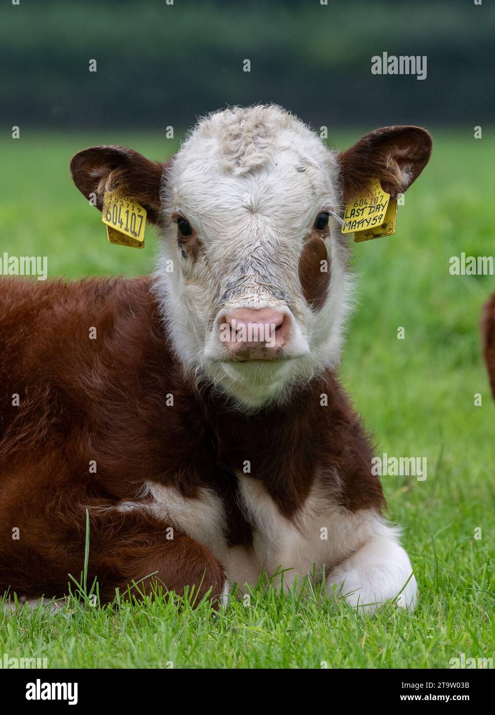 Cute Hereford calf sat in a pasture, Cumbria, UK Stock Photo - Alamy