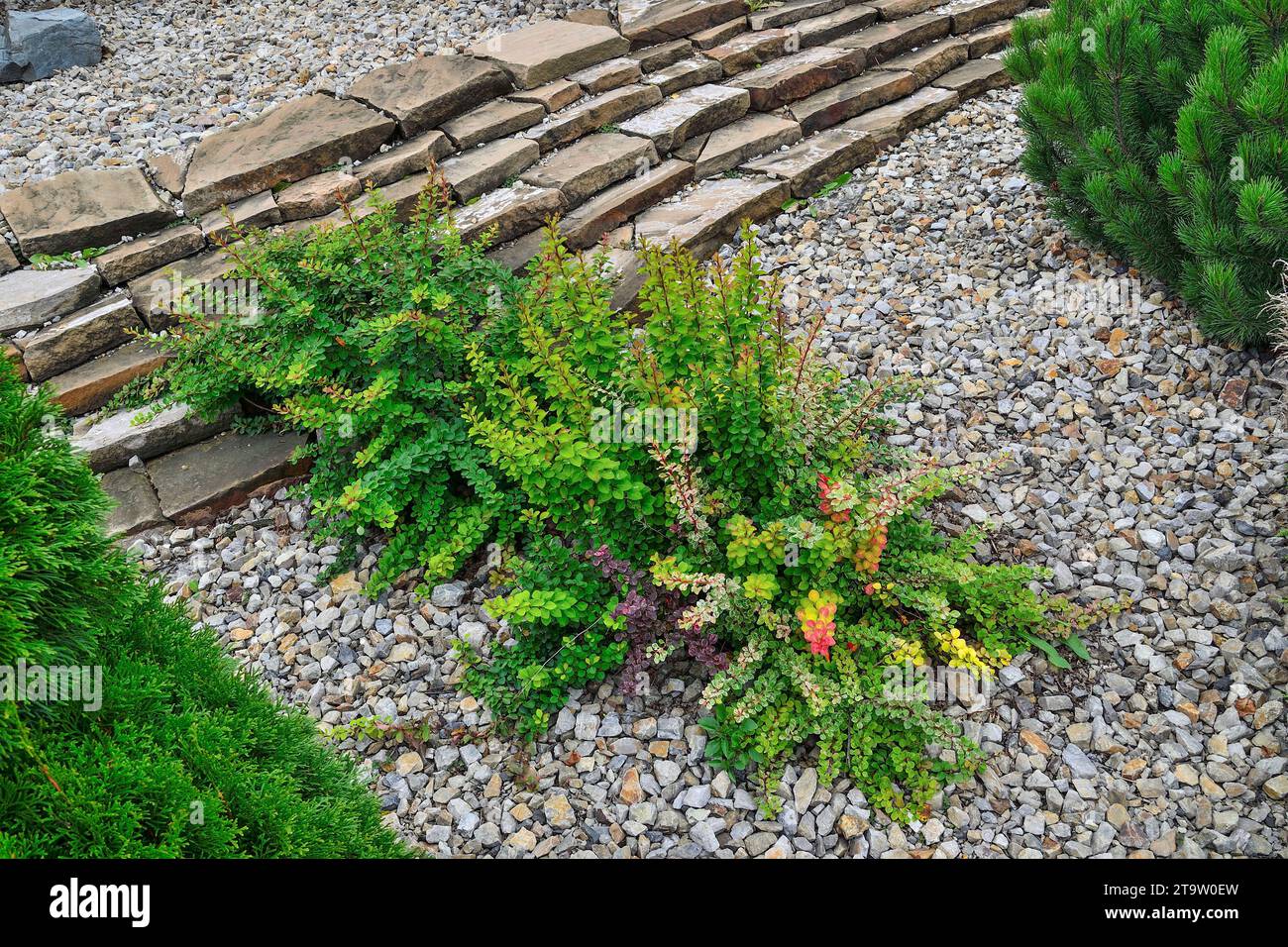 Mix of different varieties of dwarf barberry thunberg bushes with green, red, yellow, purple, variegated and mottled leaves. Bright ornamental berberi Stock Photo