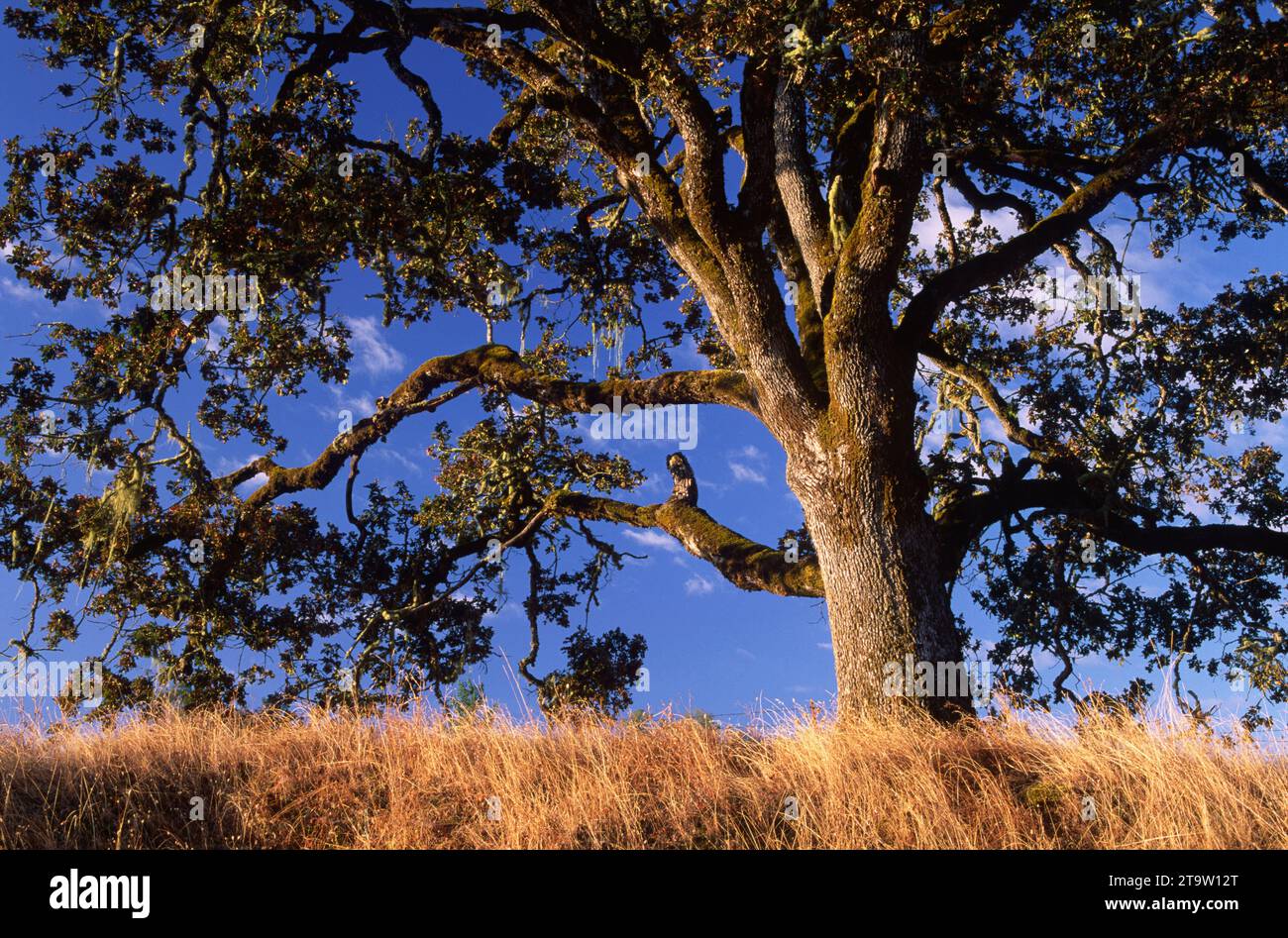 Oak, North Bank Habitat Management Area, Roseburg District Bureau of