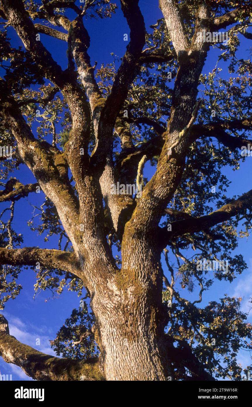 Oak, North Bank Habitat Management Area, Roseburg District Bureau of