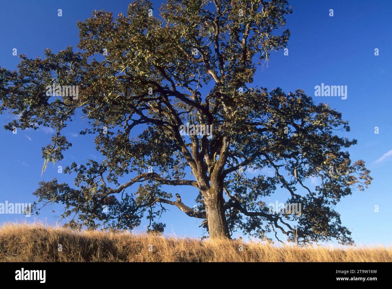 Oak, North Bank Habitat Management Area, Roseburg District Bureau of