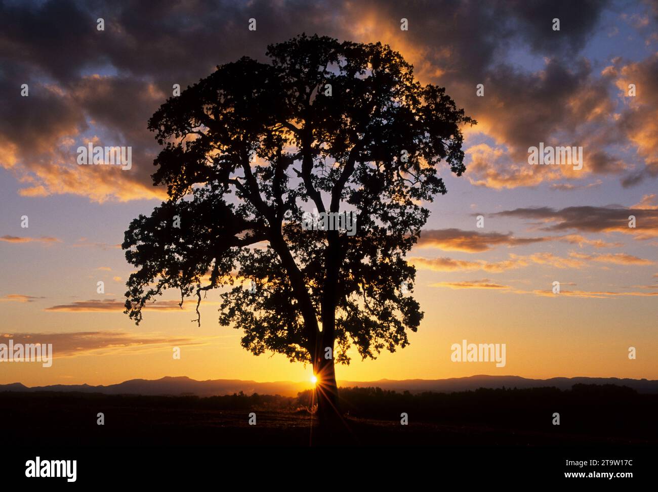 Quercus oak tree sunset silhouette hi-res stock photography and images ...
