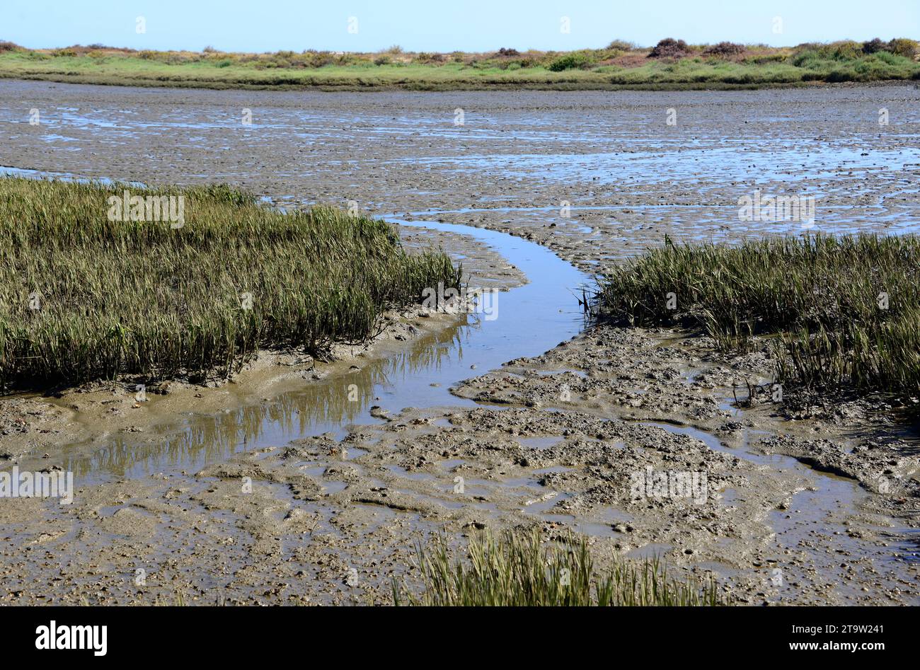 Marismas del Odiel Biosphere Reserve with fiddler crabs (Afruca tangeri). Huelva, Andalusia, Spain. Stock Photo