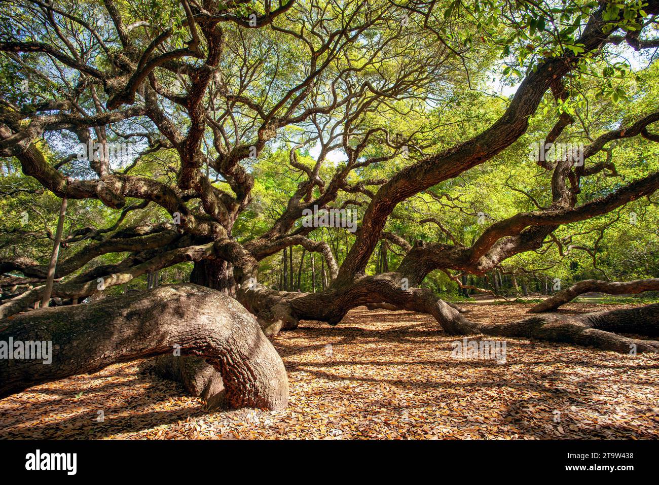 Majestic is the word that comes to mind while viewing this sprawling, ancient oak tree on John's Island, near Charleston, South Carolina. It is though Stock Photo