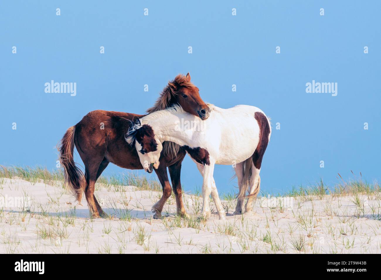 A pair of wild ponies cuddling on a sand dune at the Assateague National Seashore. Stock Photo