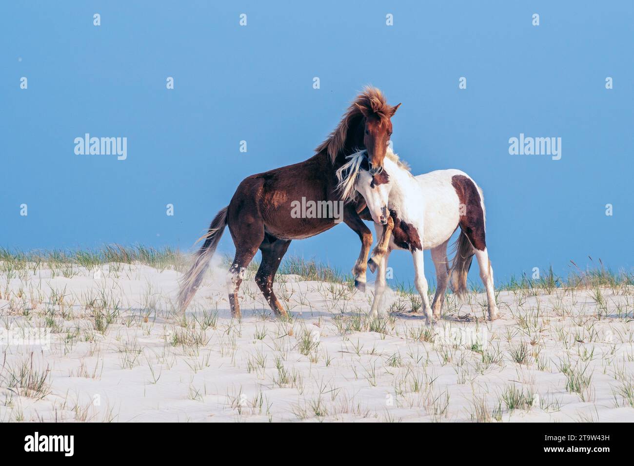 A pair of wild ponies frolicking on a sand dune at the Assateague National Seashore.. Stock Photo