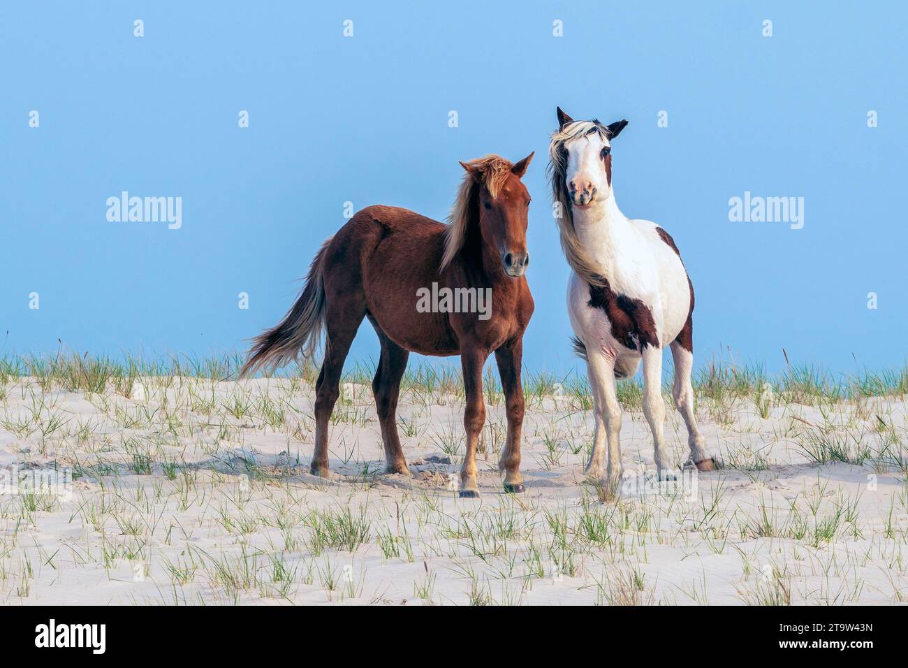 A pair of wild ponies standing  on a sand dune at the Assateague National Seashore.. Stock Photo