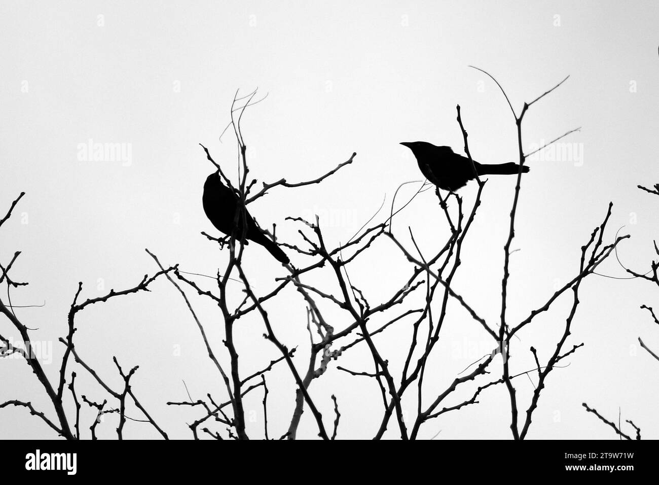 Two birds perched on the top of tree branches silhouetted against a bright orange and yellow sky as the sun sets Stock Photo