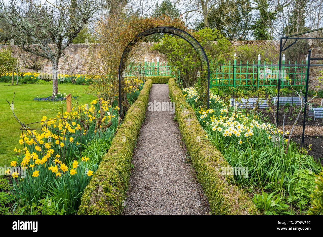 Daffodils in Kellie Castle Garden located just outside the small