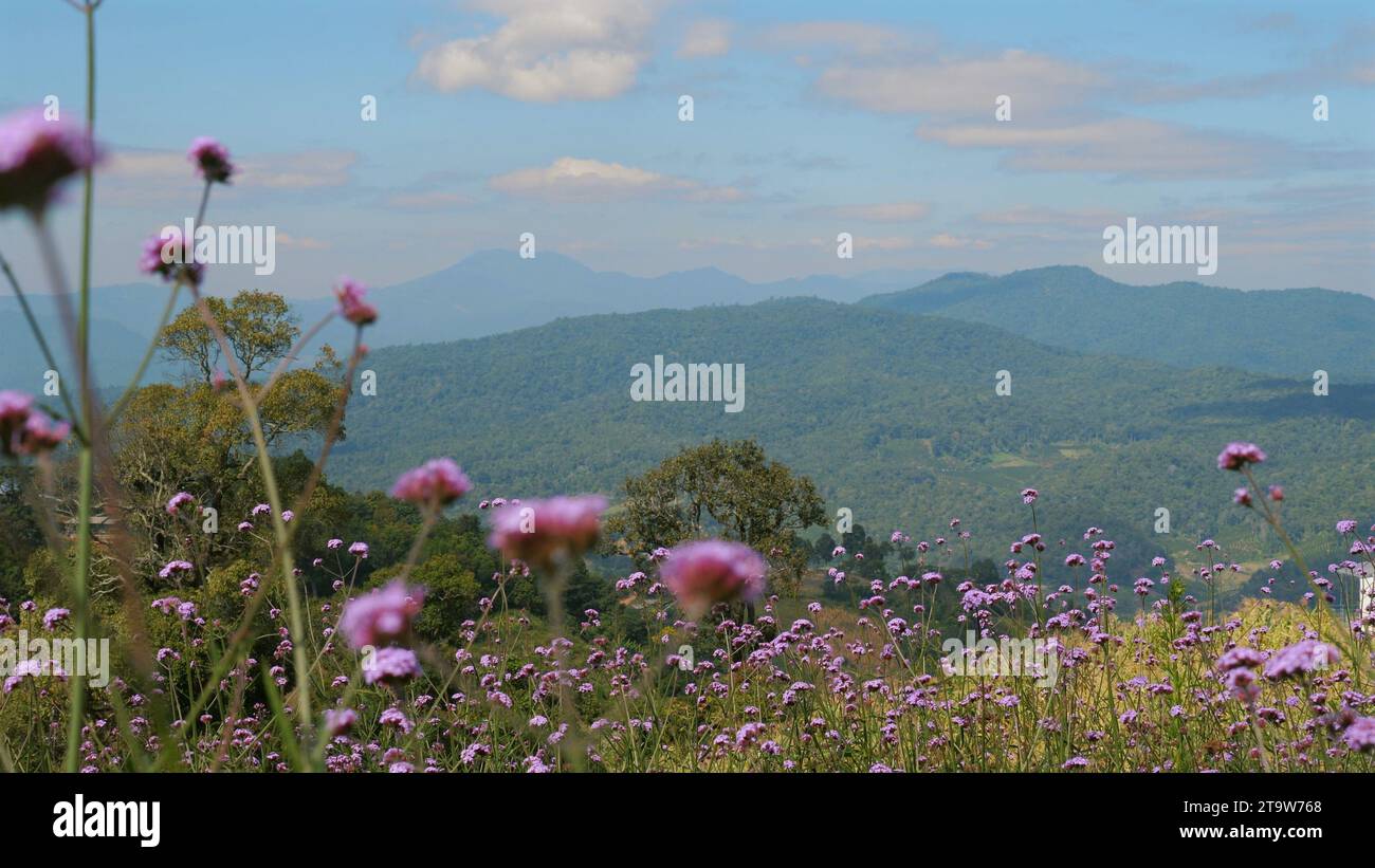 Serene forest meadow wildflowers hi-res stock photography and images ...